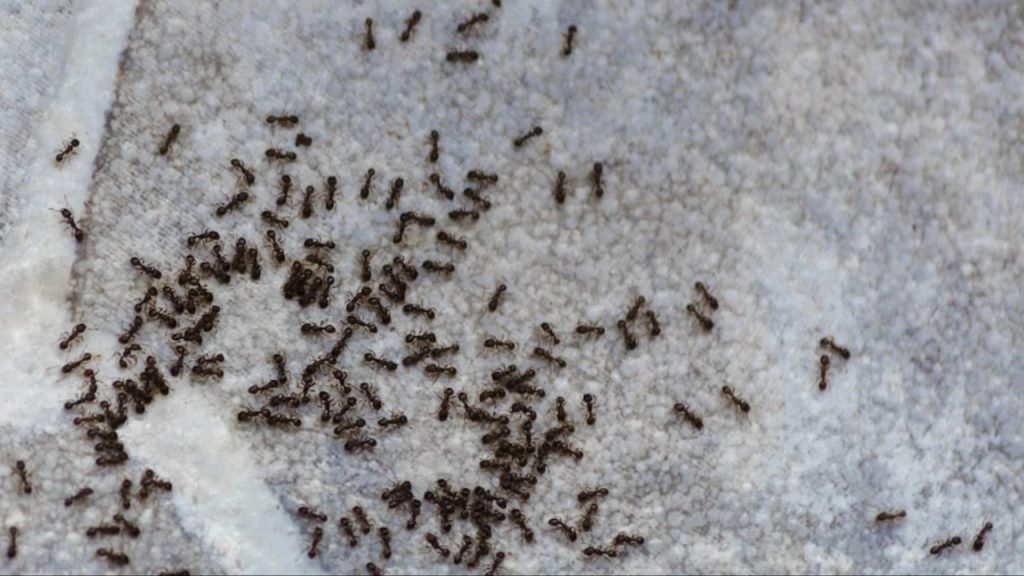 Black Ants