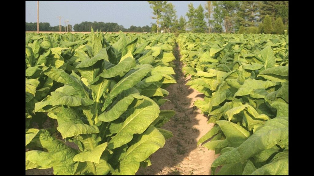 Black Burley Tobacco