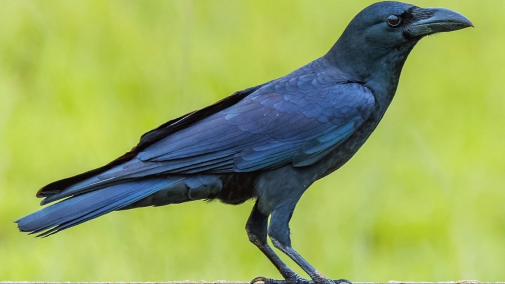 Crow