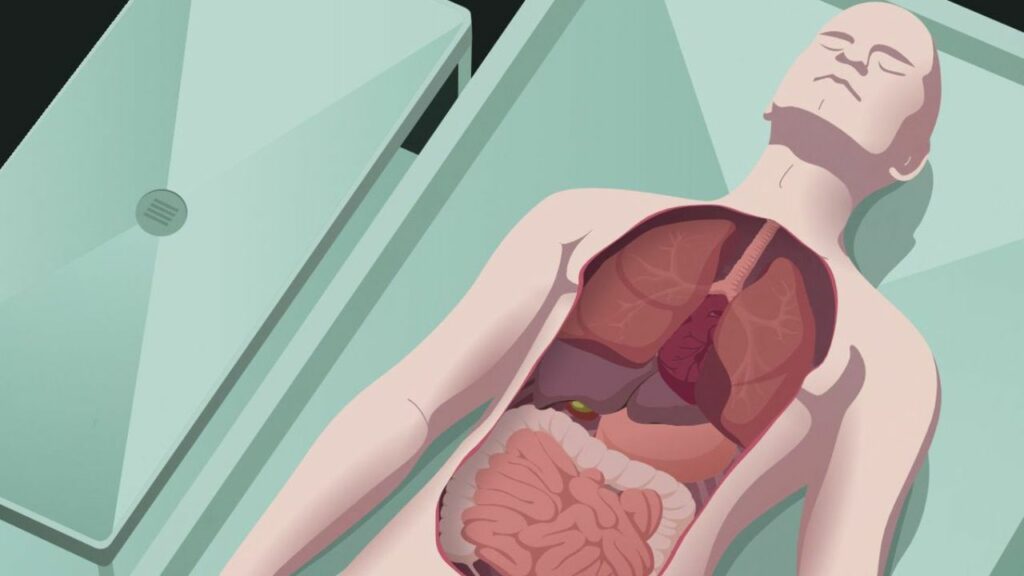 Death Facts Human Organs Functioning After Death