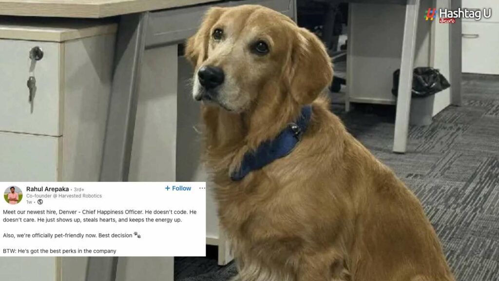 Denver Dog