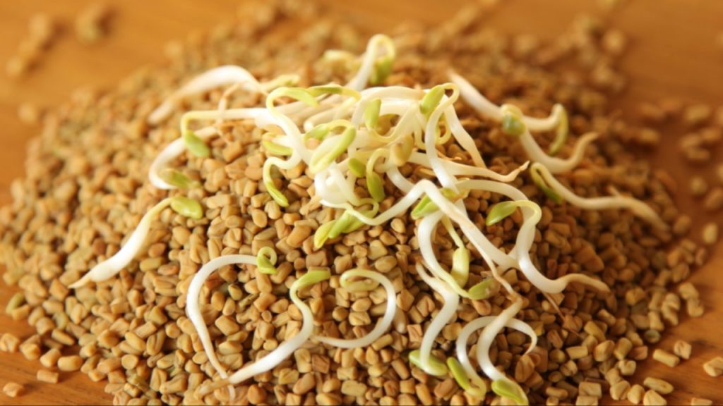 Fenugreek Sprouts