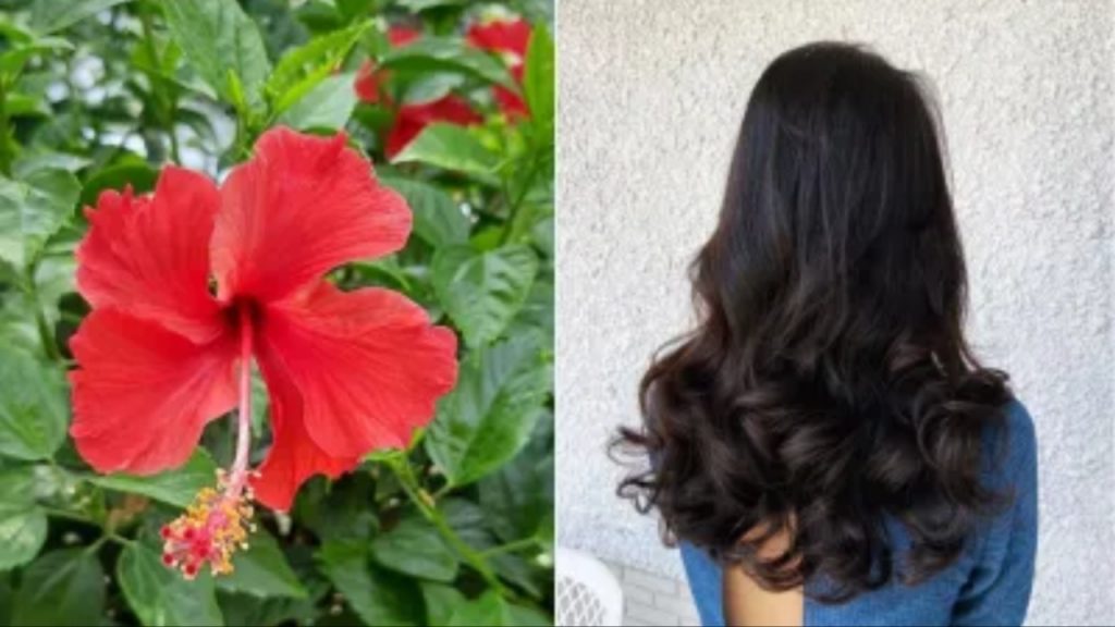 Hibiscus