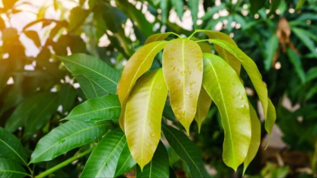 Mango Leaves