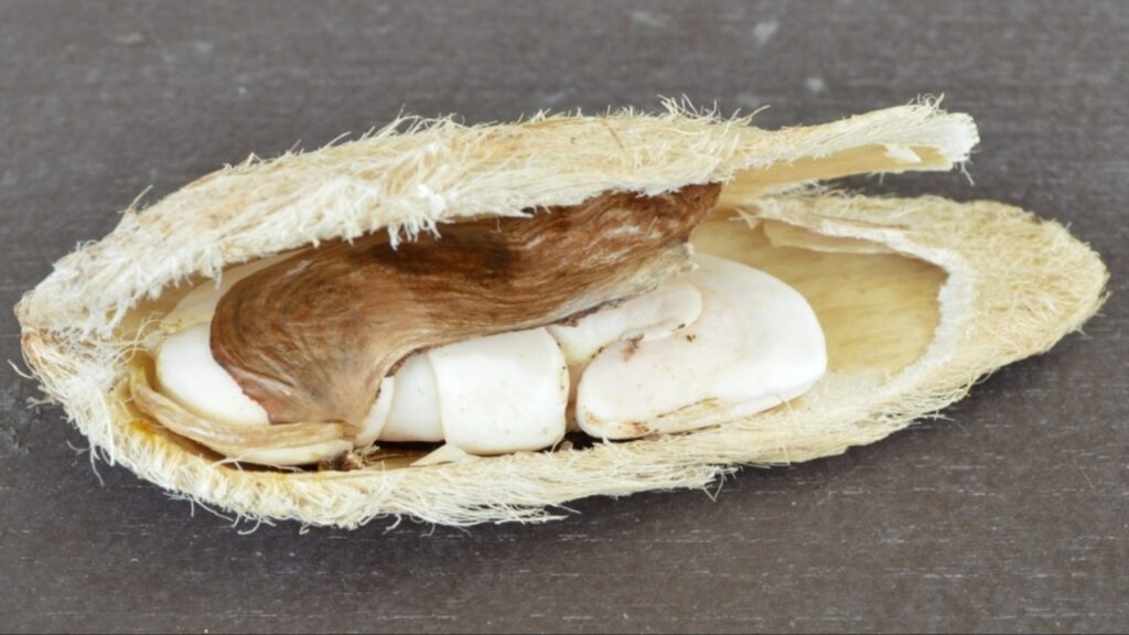 Mango Seed