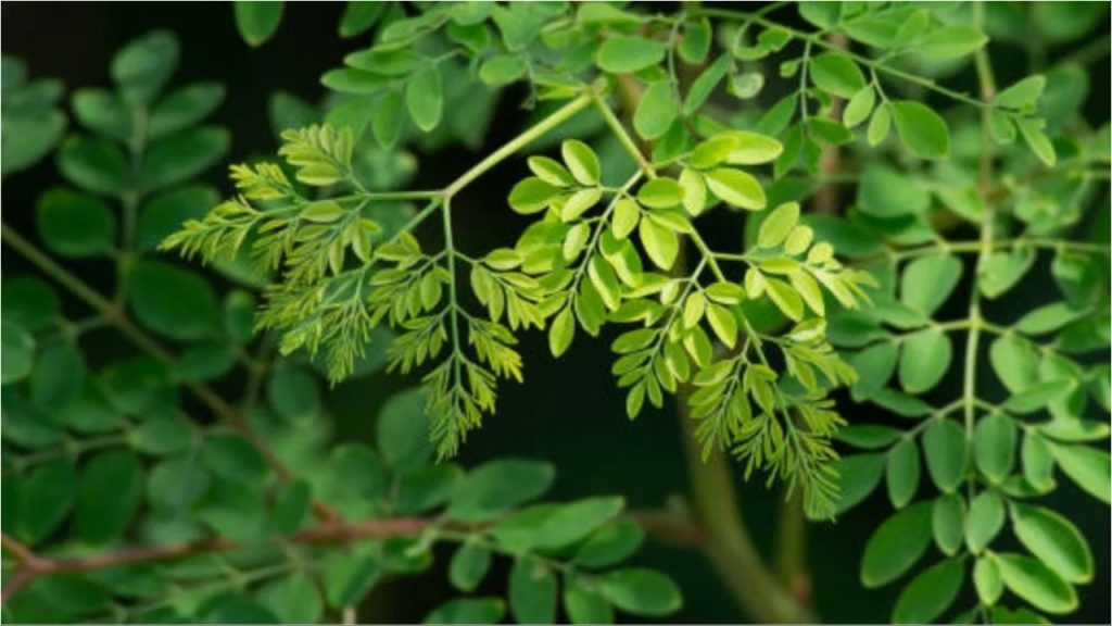 Moringa Leaves