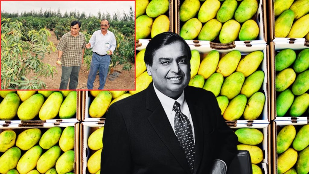 Mukesh Ambanis Mango Empire Mango Orchard Reliance
