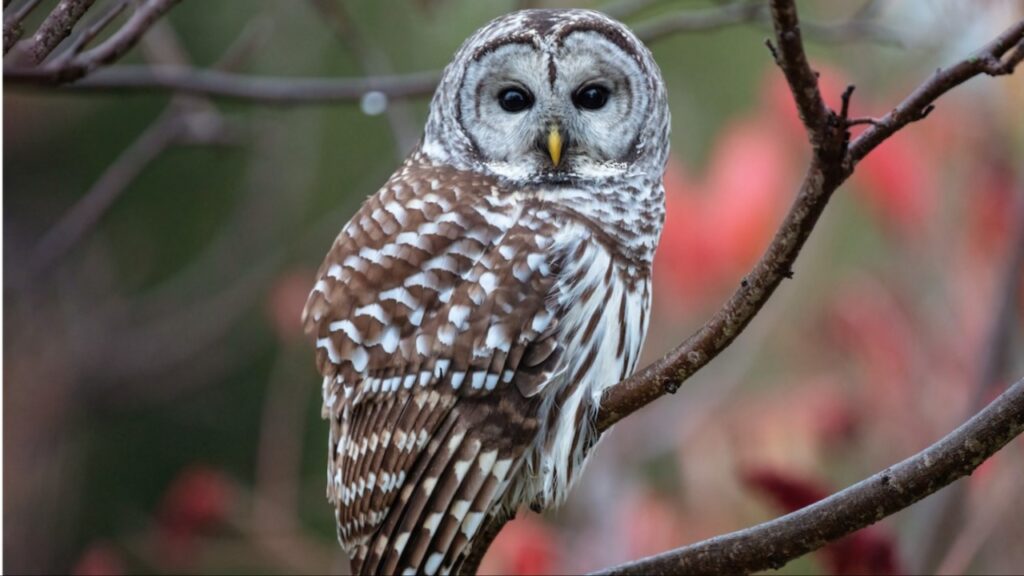 Owl