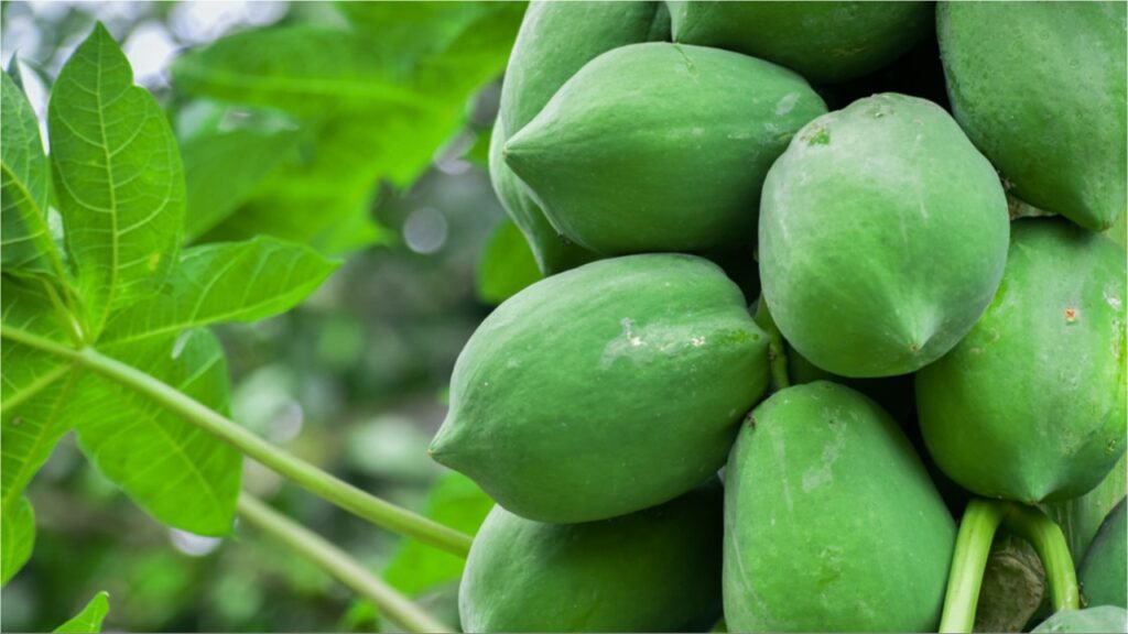 Papaya