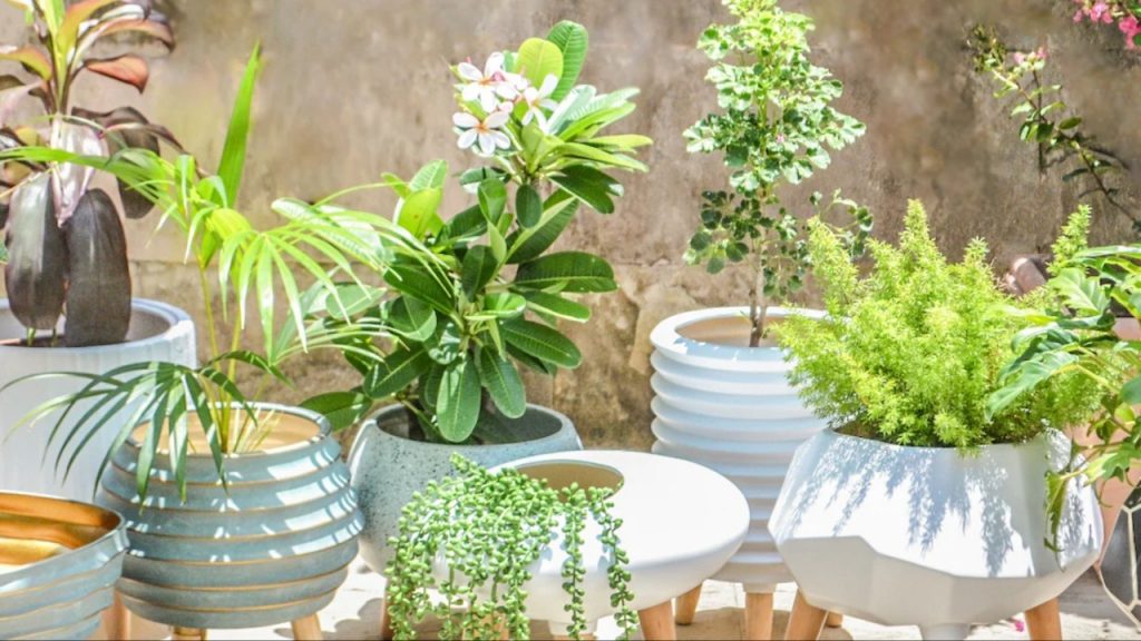 Plants
