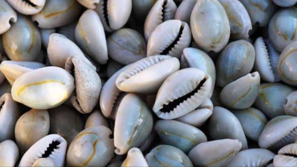Shells