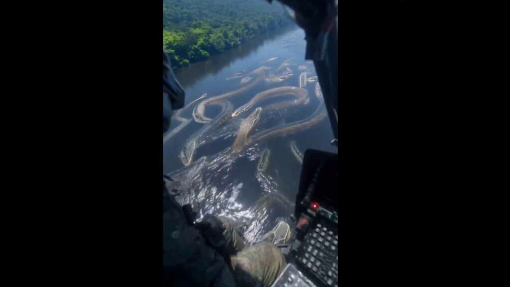 A stunning sight in the Amazon.. Huge snakes in the river? Shocked by the video