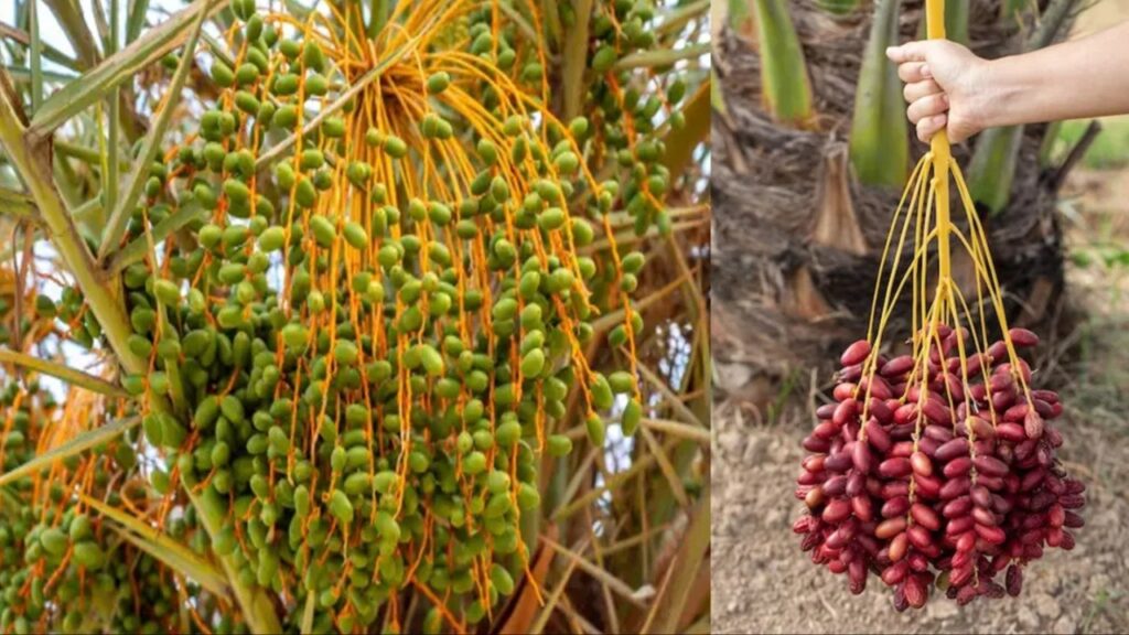 Silver Date Palm