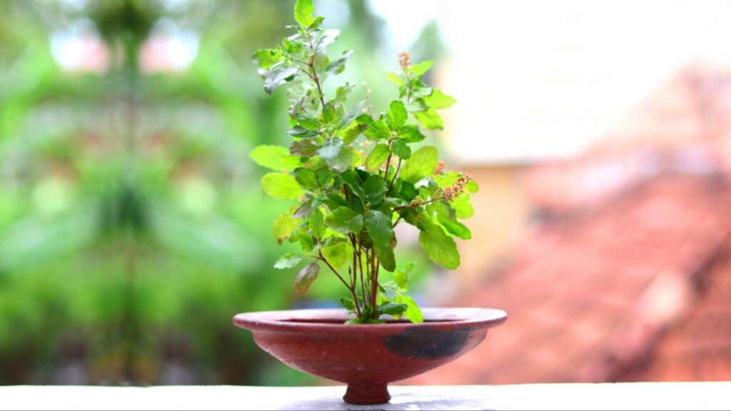 Tulasi Plant