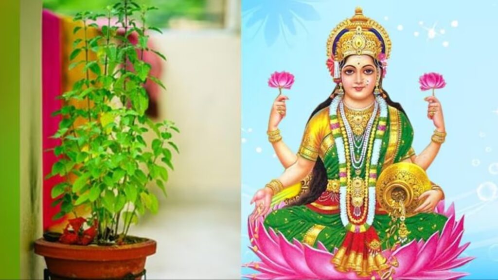 Tulsi