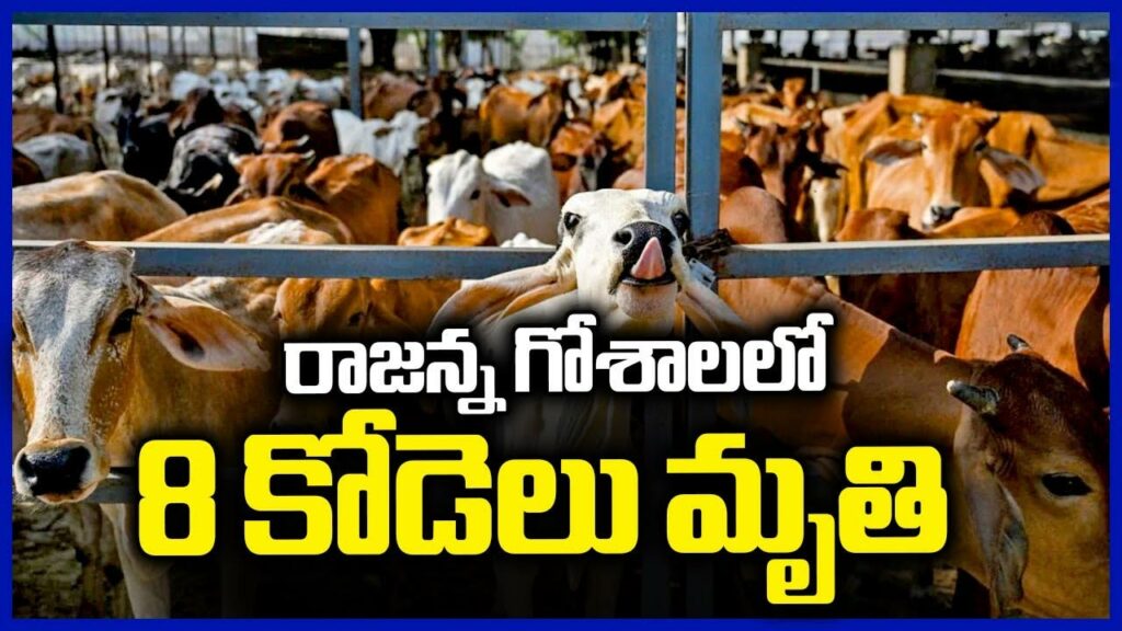 Vemulawada Cowshed