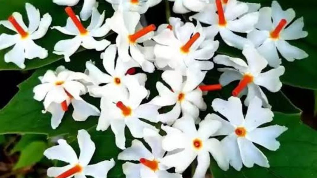 Parijatham