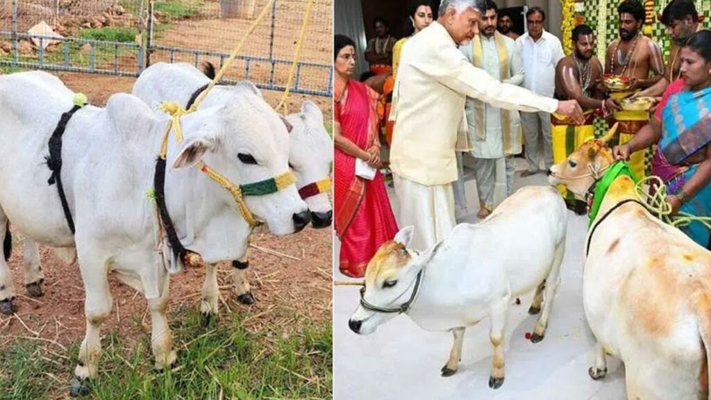 Punganur Cows At Cm Chandra