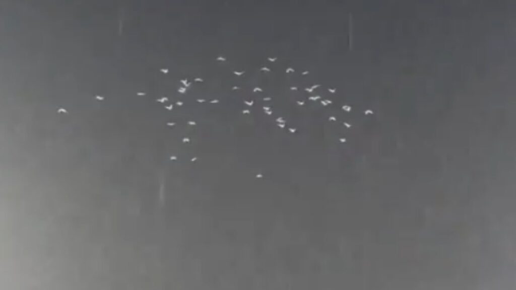 White Pigeons