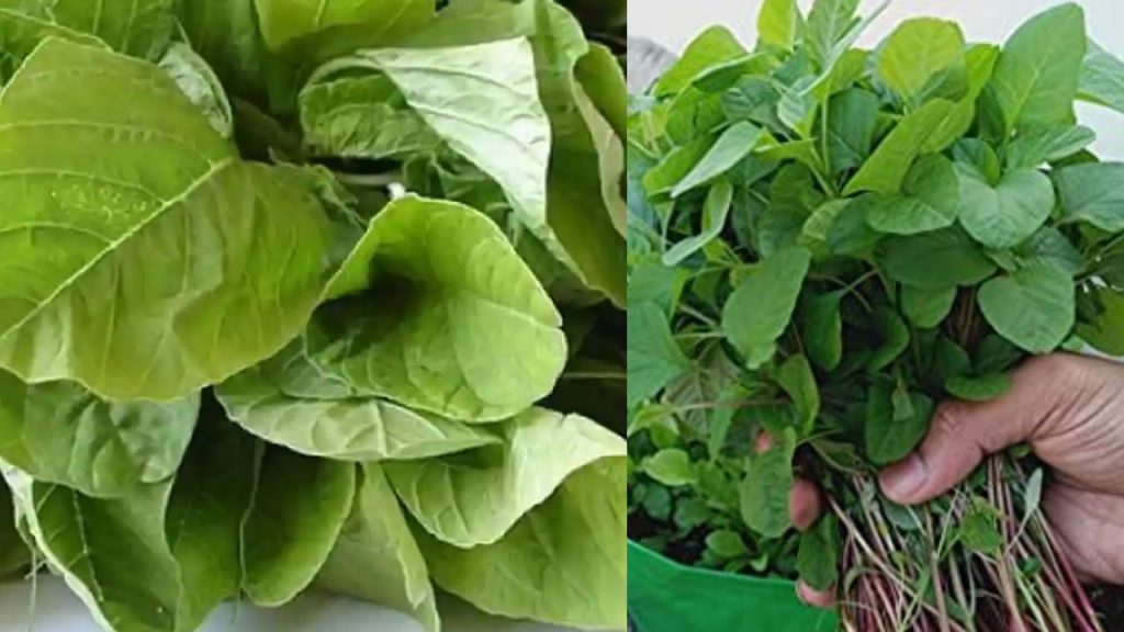 Benefits Thotakura Amaranthus Leafs
