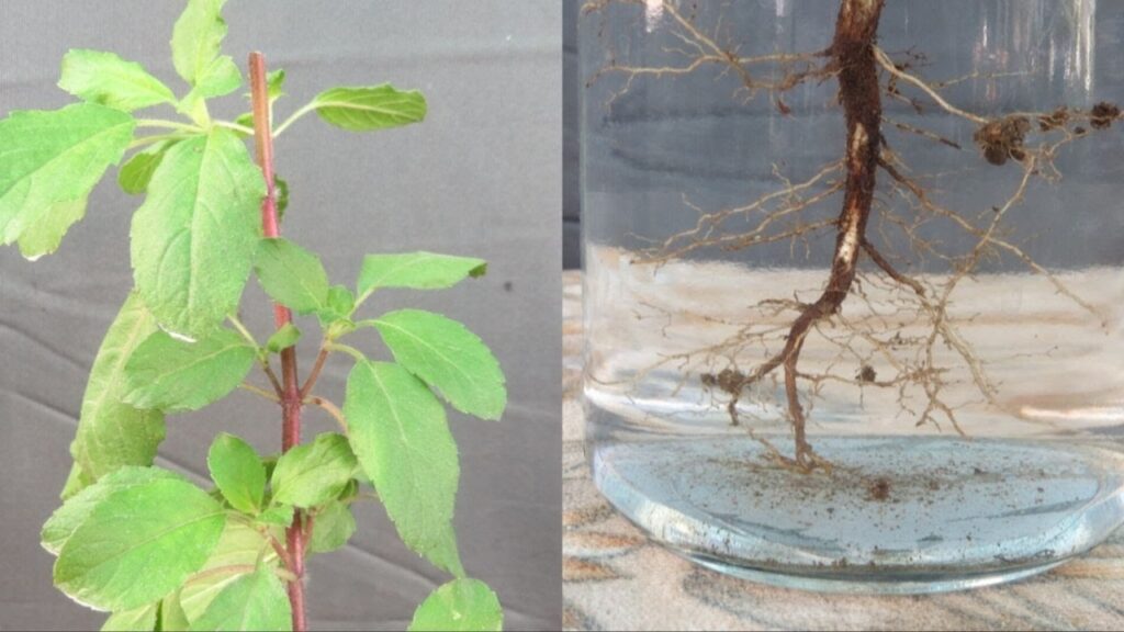 Tulsi Roots