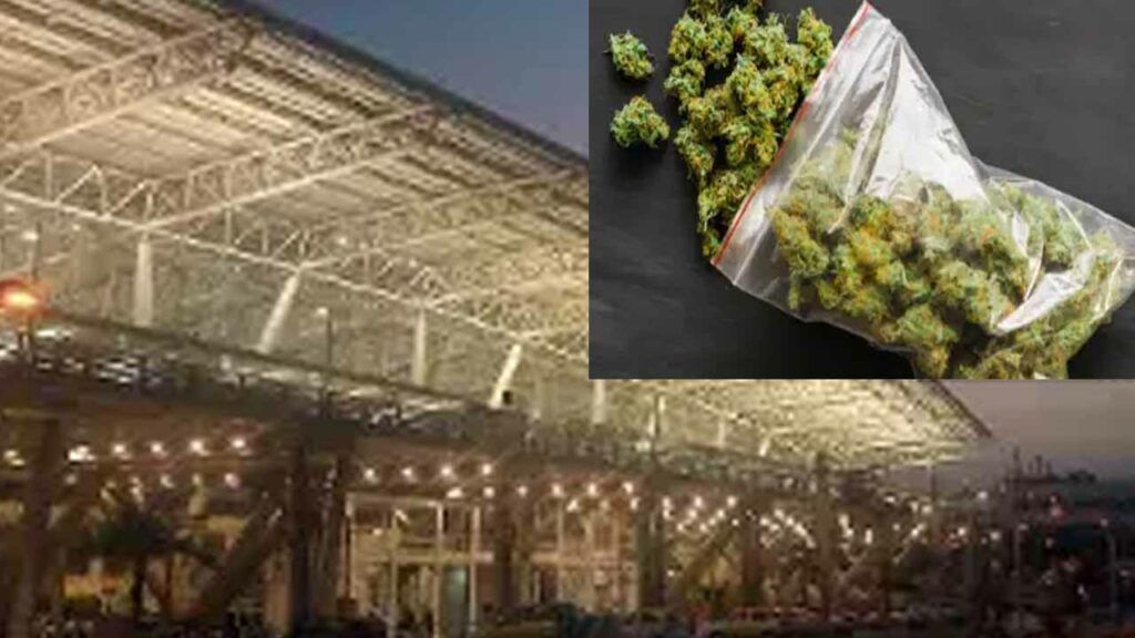 Customs checks at the airport.. Marijuana worth Rs. 3.8 crore seized