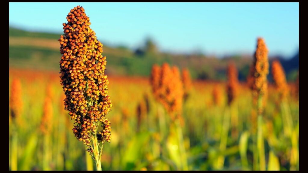 Sorghum