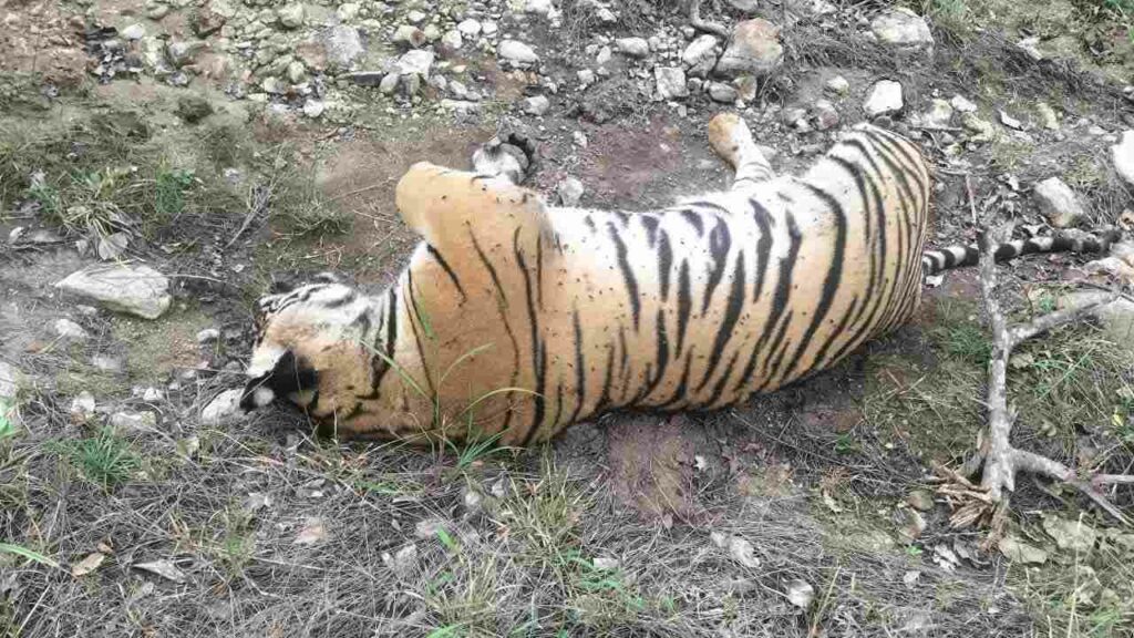 Tiger Poisoning