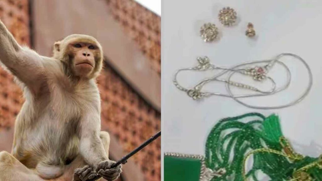 Monkey