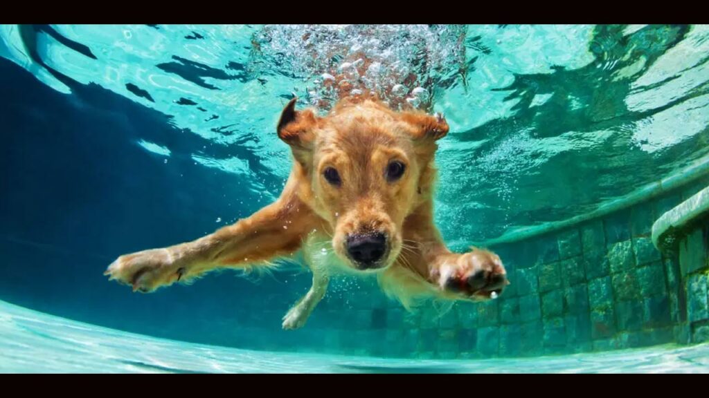 Police Dog Squad Swimming P