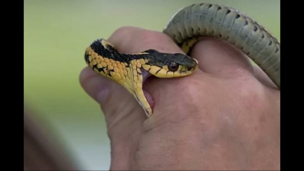 Snakebite