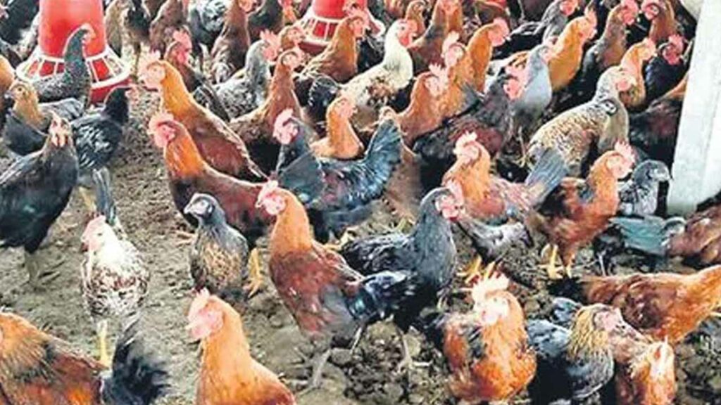 Advertisement of a chicken breed named after Narmada..controversy in Madhya Pradesh, anger of the Narmada Brahmin community