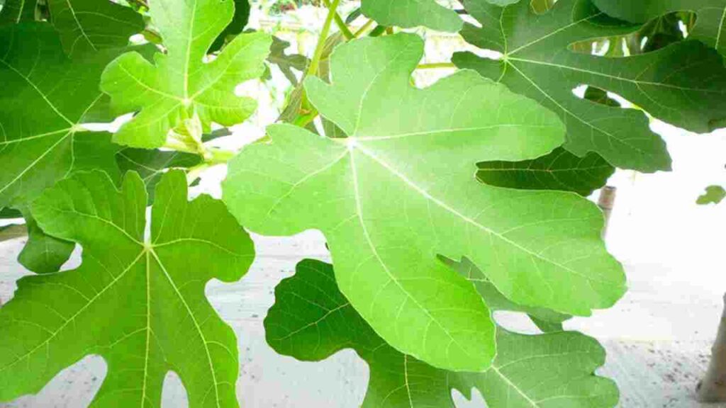 Anjeer Leaf