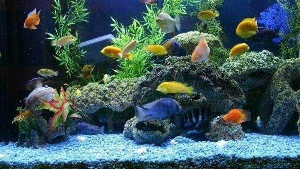 Can fish also be centuries-old creatures? The story of 'Hanako' is changing the way we think..!
