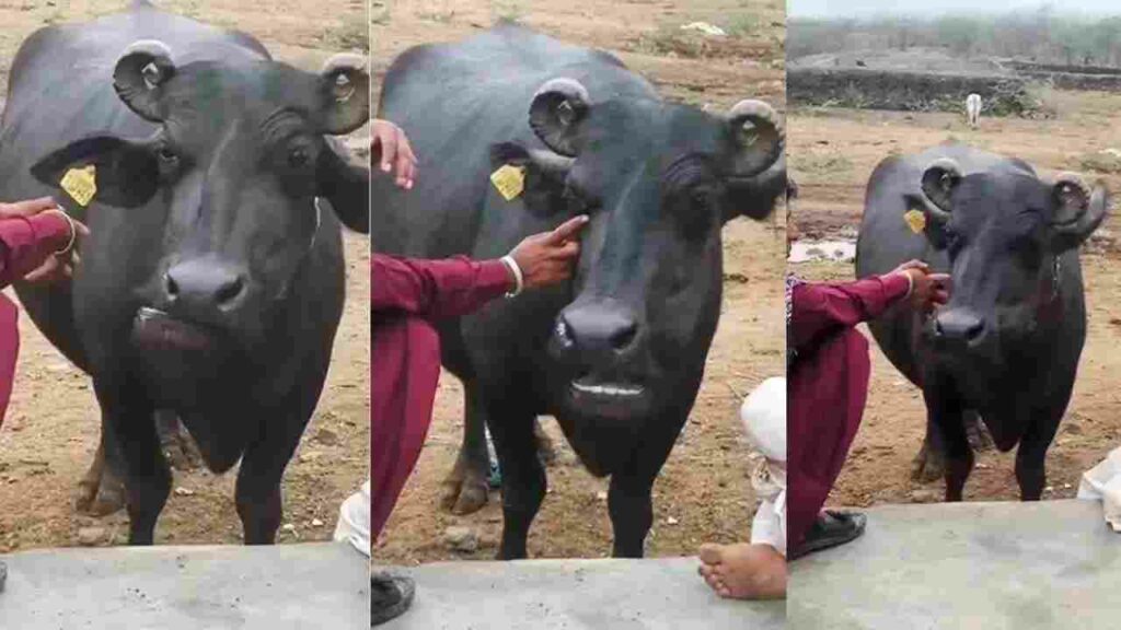 Costly Buffalo