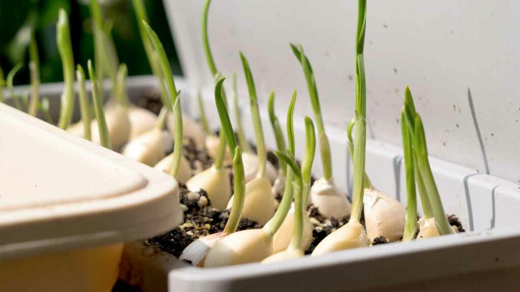 Garlic Sprouts