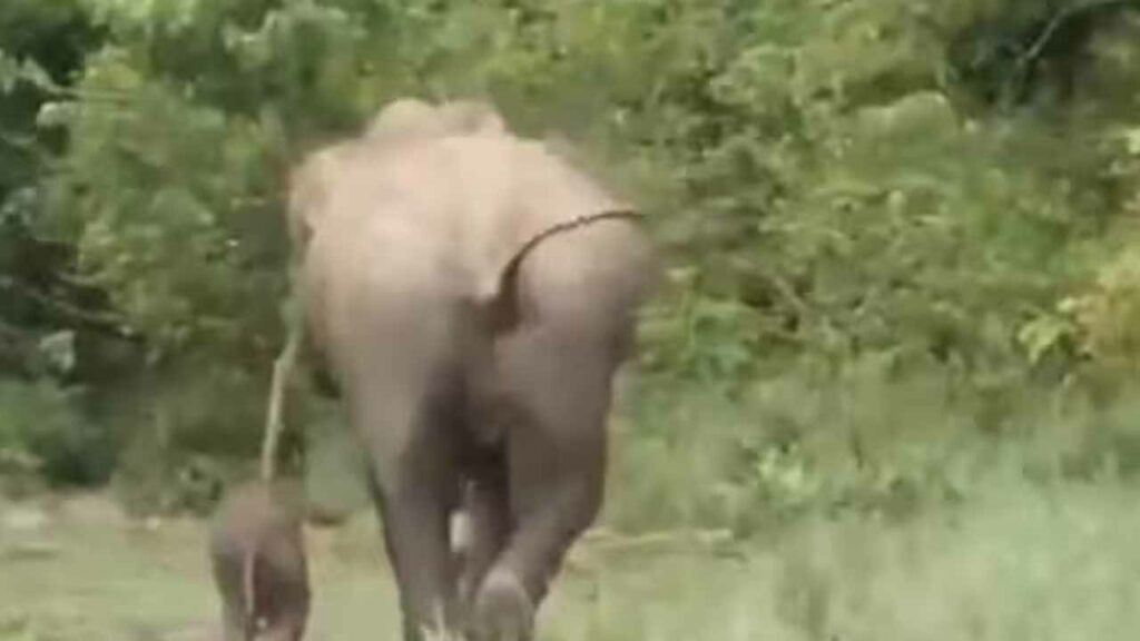 Heart-wrenching incident in Kaziranga National Park