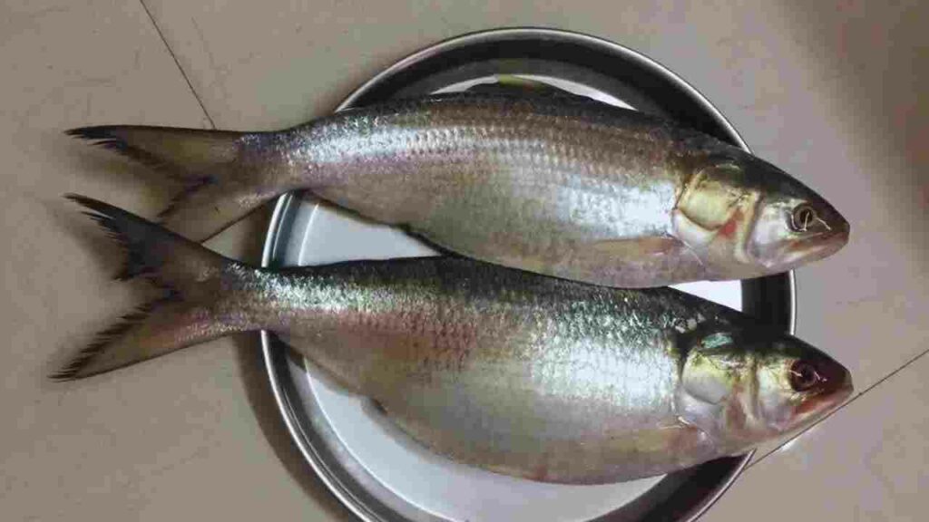 Hilsa Fish