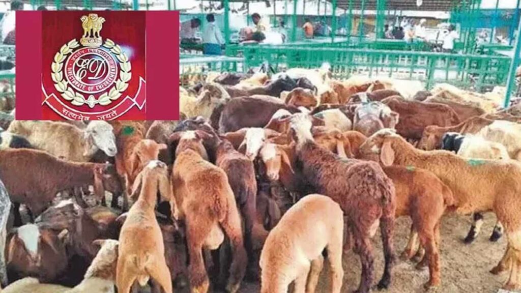 Sheep distribution scam case.. ED searches six places in Hyderabad