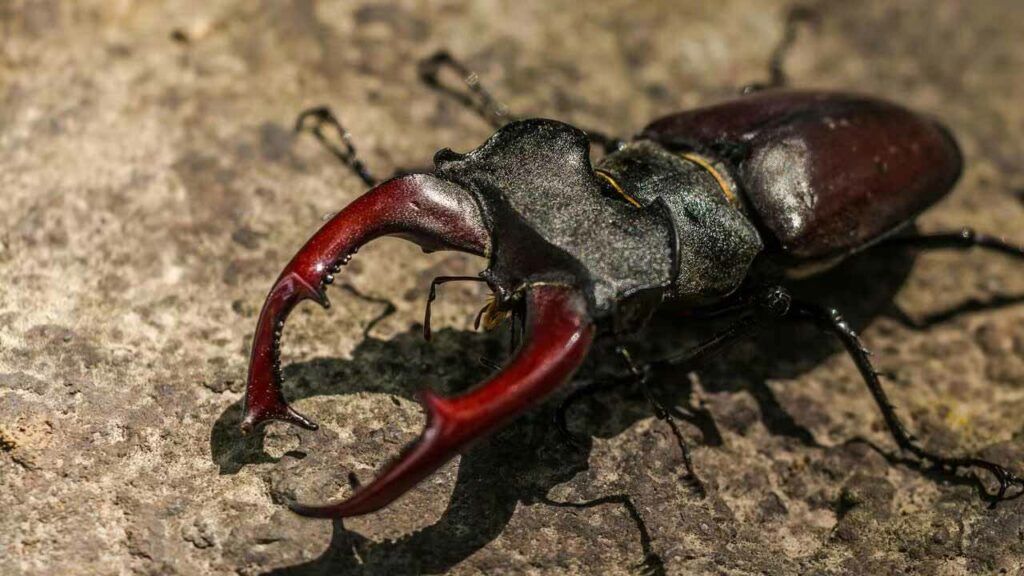 Stag Beetle Cost 75