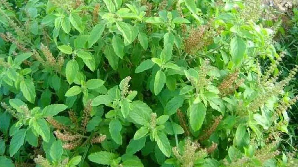 The miraculous properties of basil leaves..Do you know the many benefits of chewing and eating them first thing in the morning?