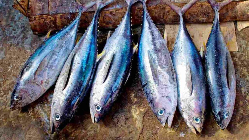 Tuna Fish