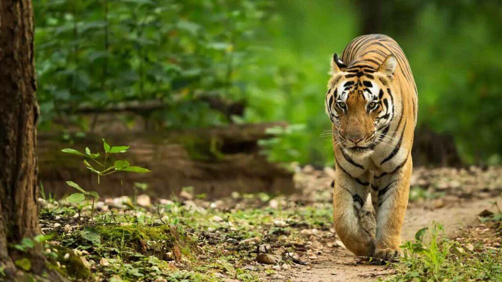 Use of drones in tiger conservation efforts in Nallamala forests
