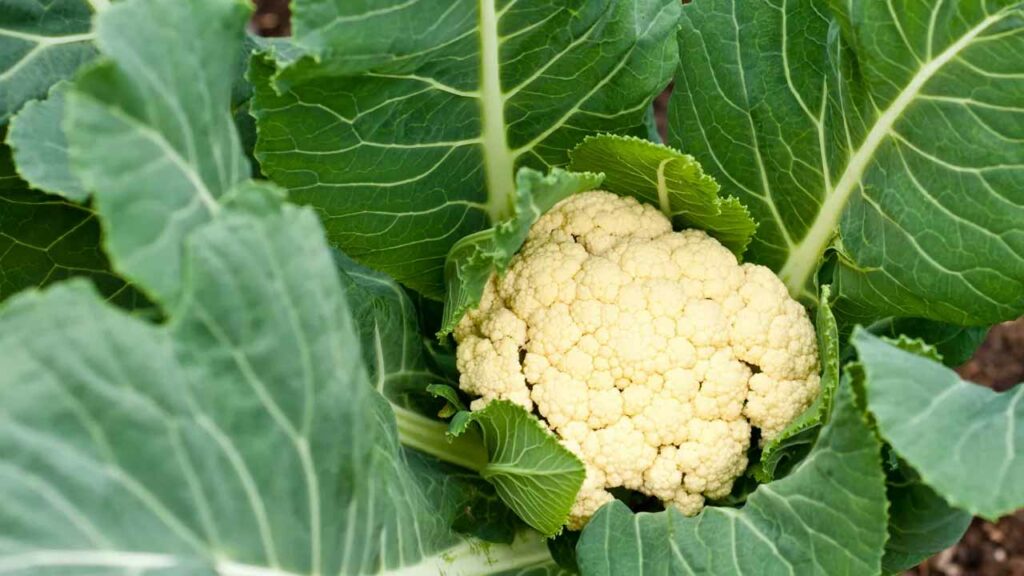 Cauliflower