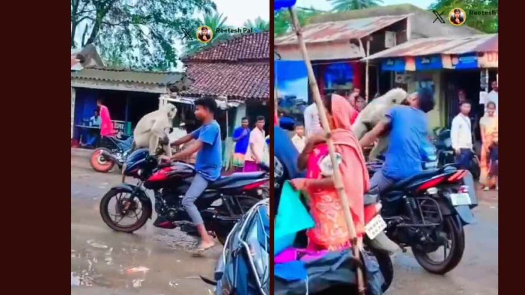Monkey Attack