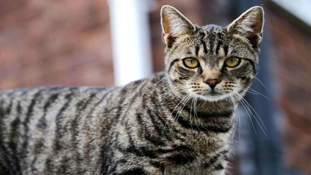 A strange incident in Bihar... Application for a residence certificate in the name of a cat!