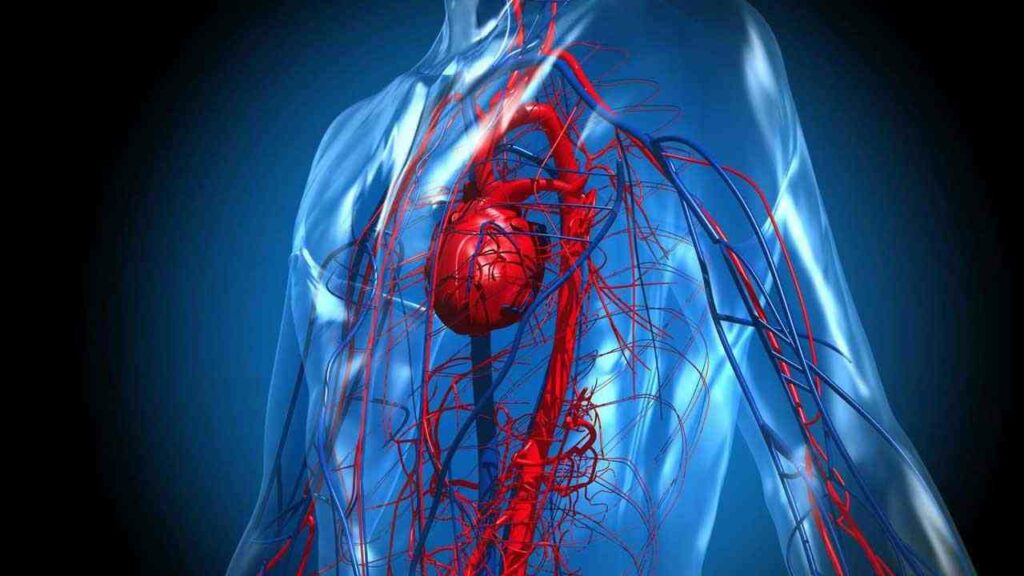 Blood Circulation