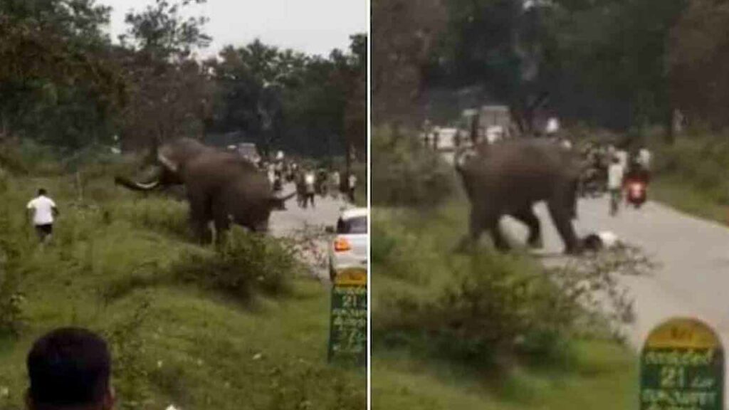 Elephant attack on tourist in Bandipur, Karnataka