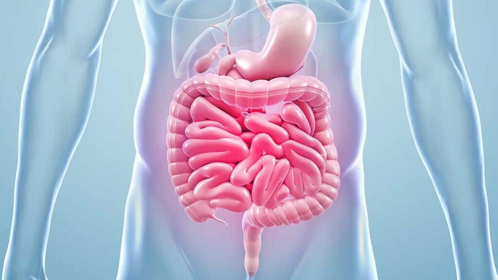 Gut Health