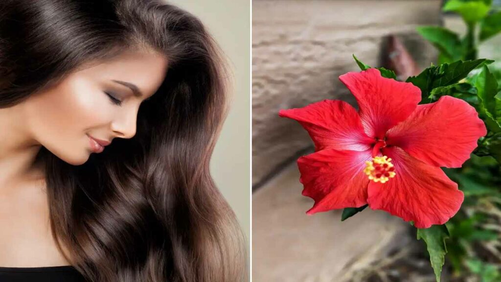 Hibiscus flowers provide health to hair..Here are the amazing tips given by Ayurveda!